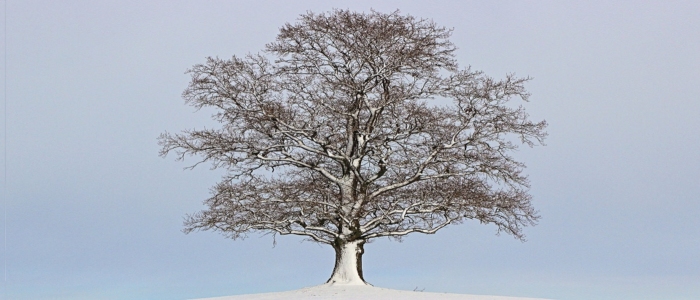 Tree in December